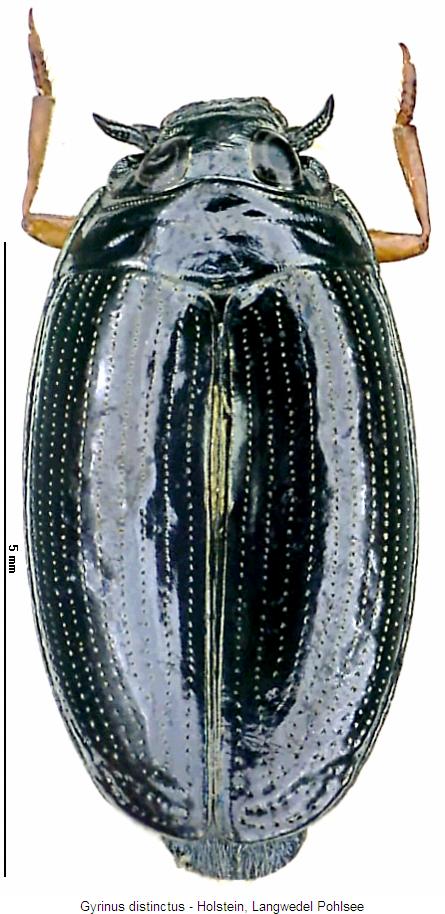 gyrinus_distinctus_hab.jpg