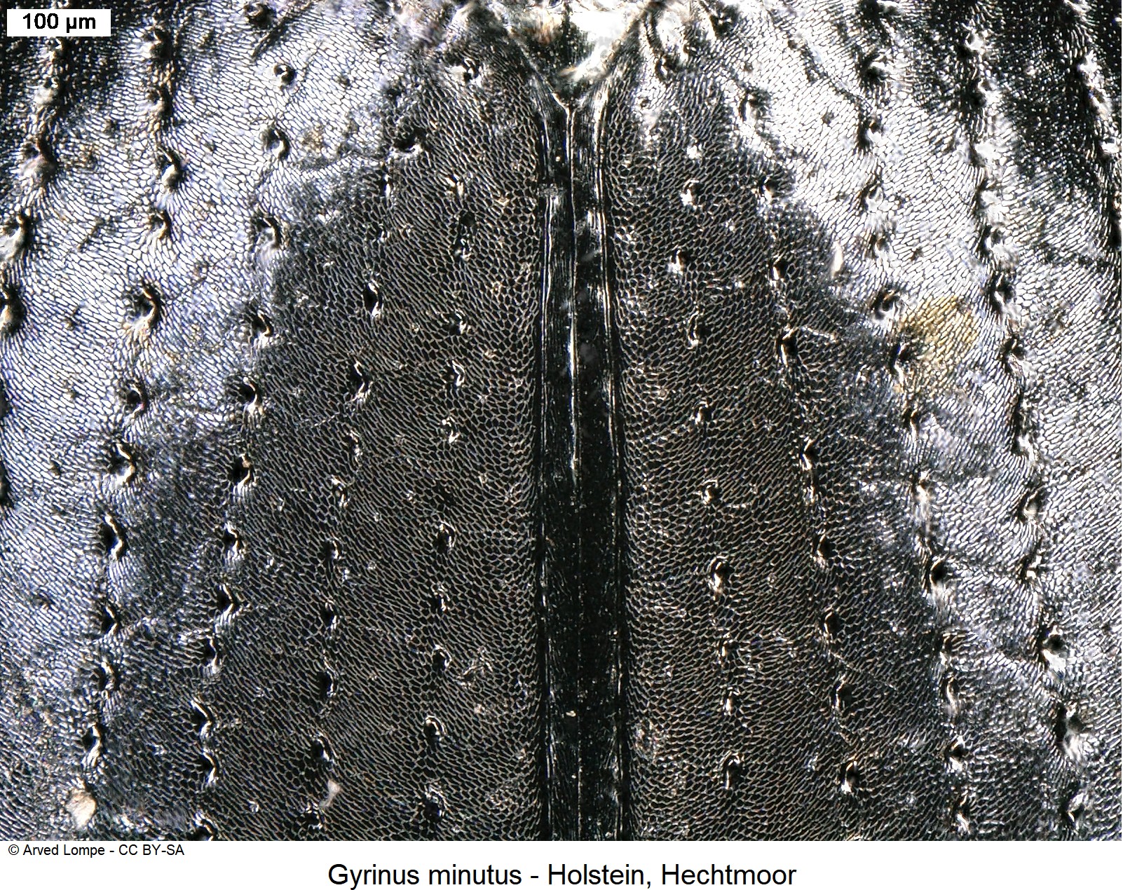 gyrinus_minutus_ck2907_fld_ms.jpg