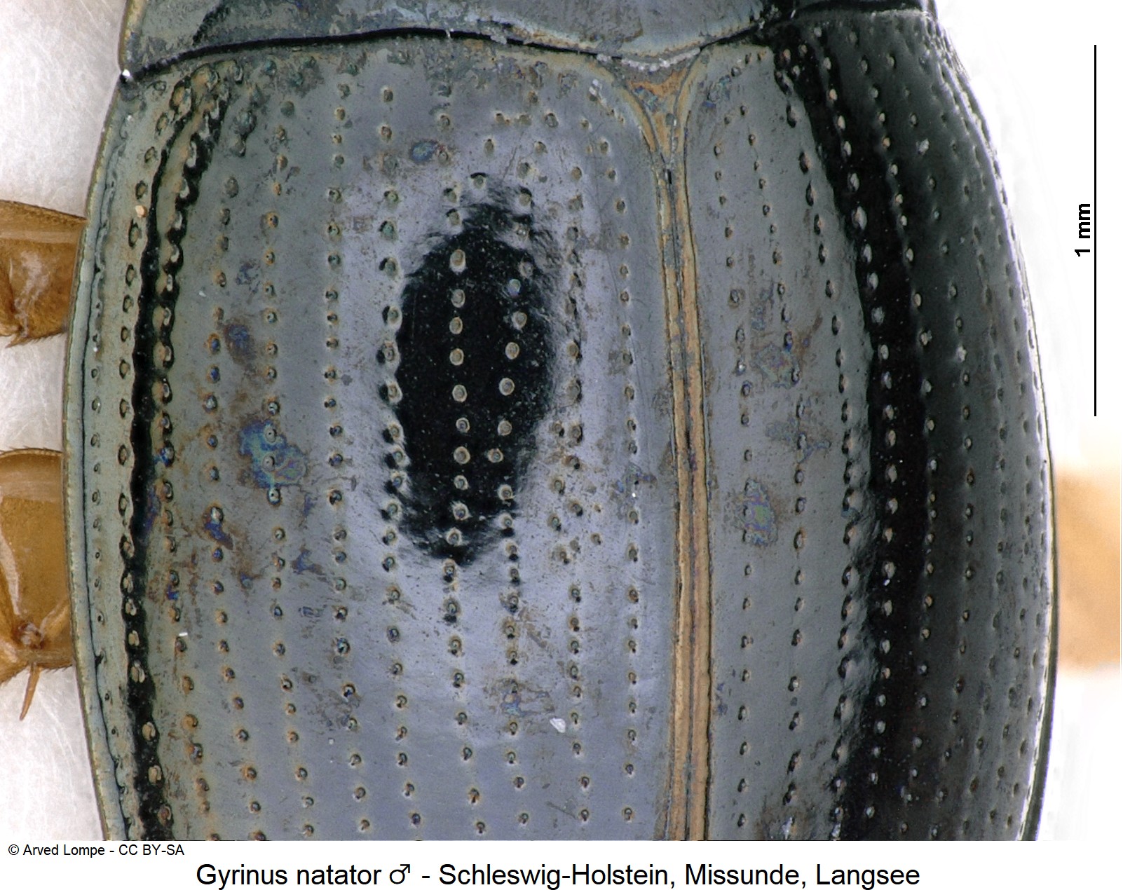 gyrinus_natator_m_ck37273829_fld.jpg