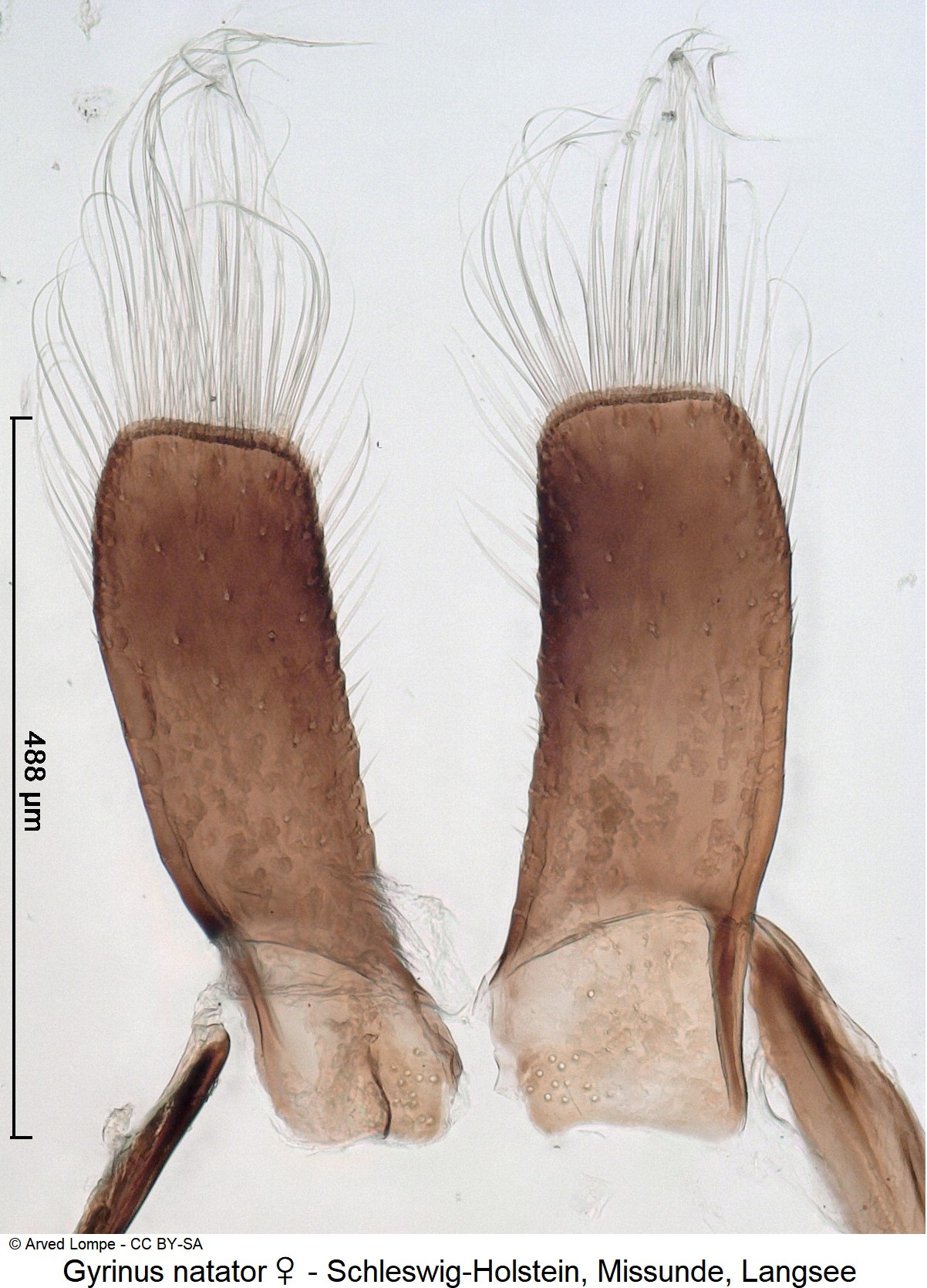 gyrinus_natator_w_ck37273829_ovi.jpg