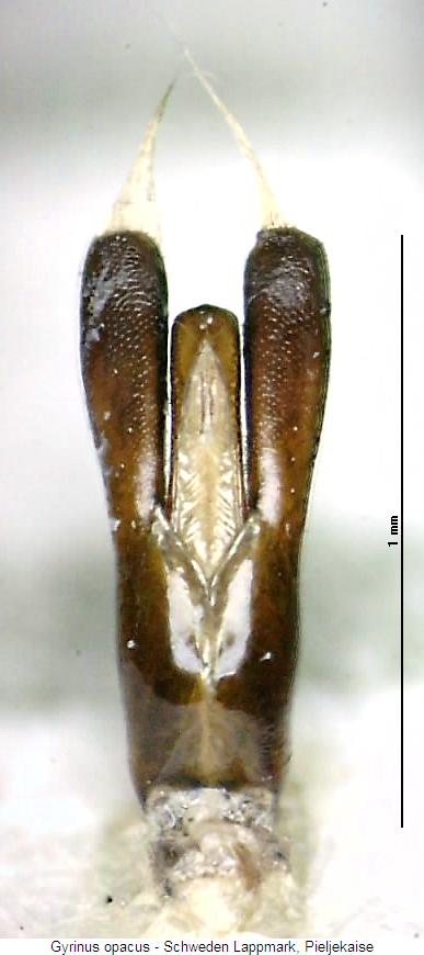 gyrinus_opacus.jpg
