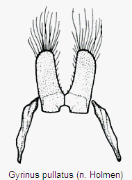 gyrinus_pullatus_vp.gif