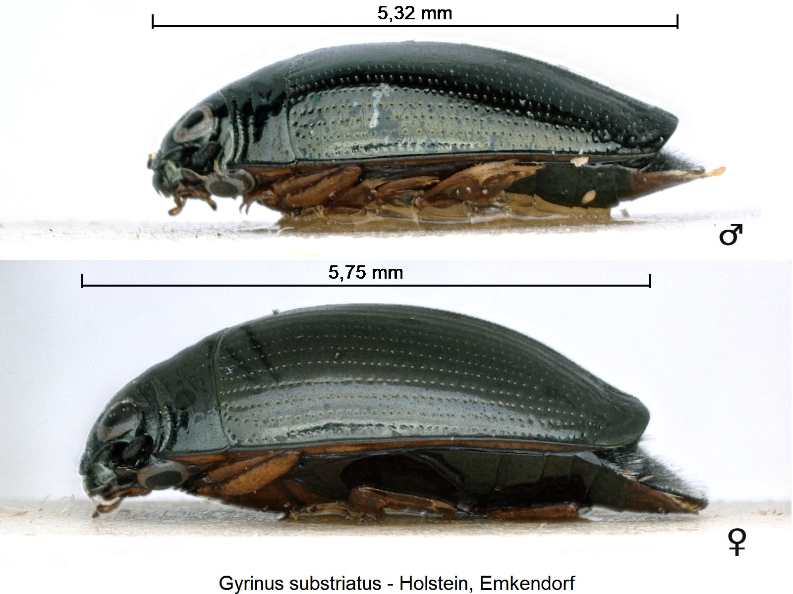gyrinus_substriatus_ck2923_sa.jpg