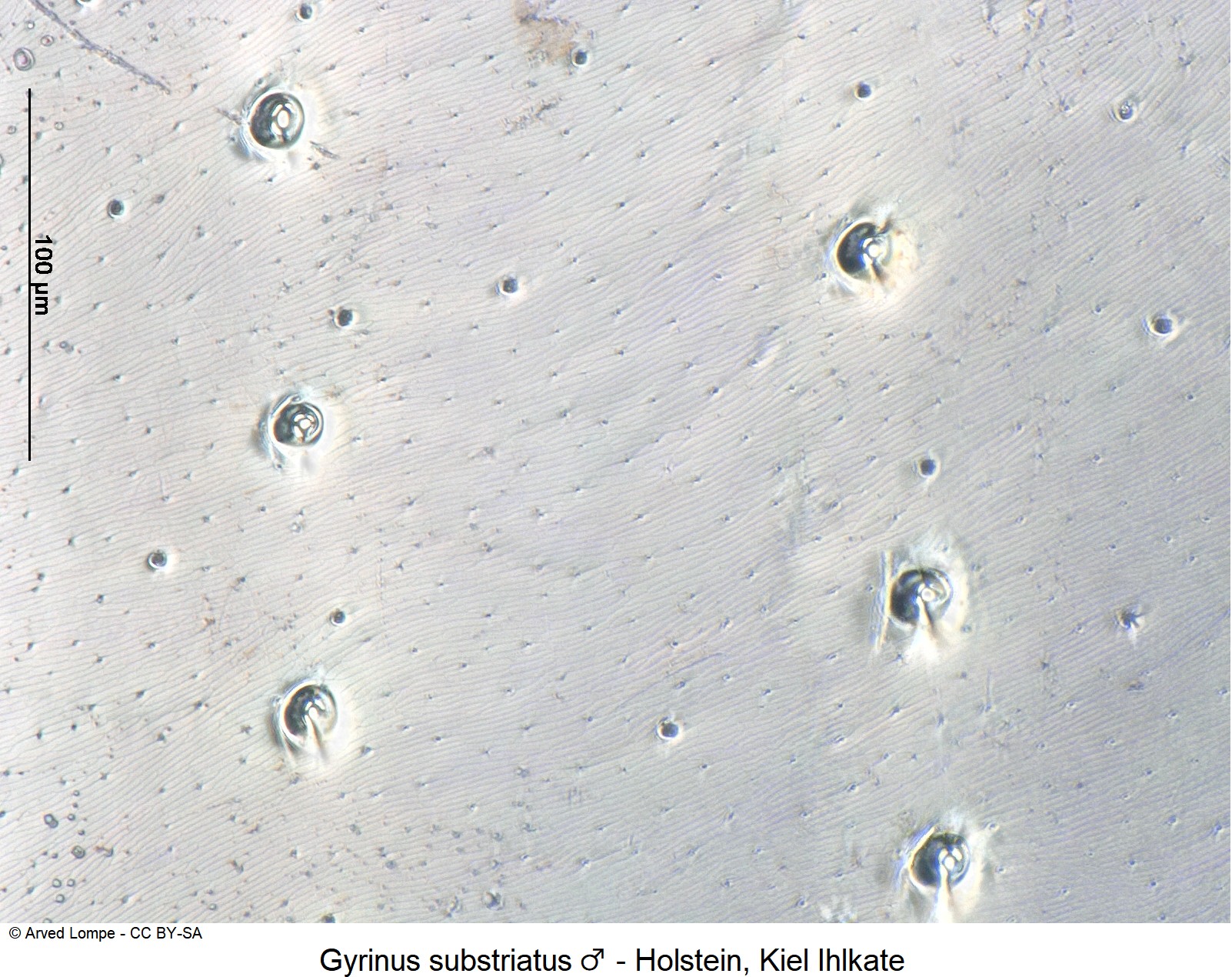 gyrinus_substriatus_m_ck2925_ms.jpg