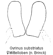 gyrinus_substriatus_ml.gif