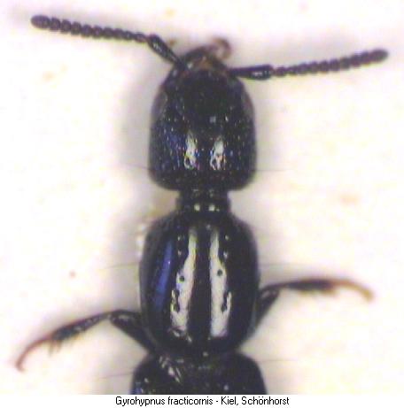 gyrohypnus_fracticornis_k.jpg