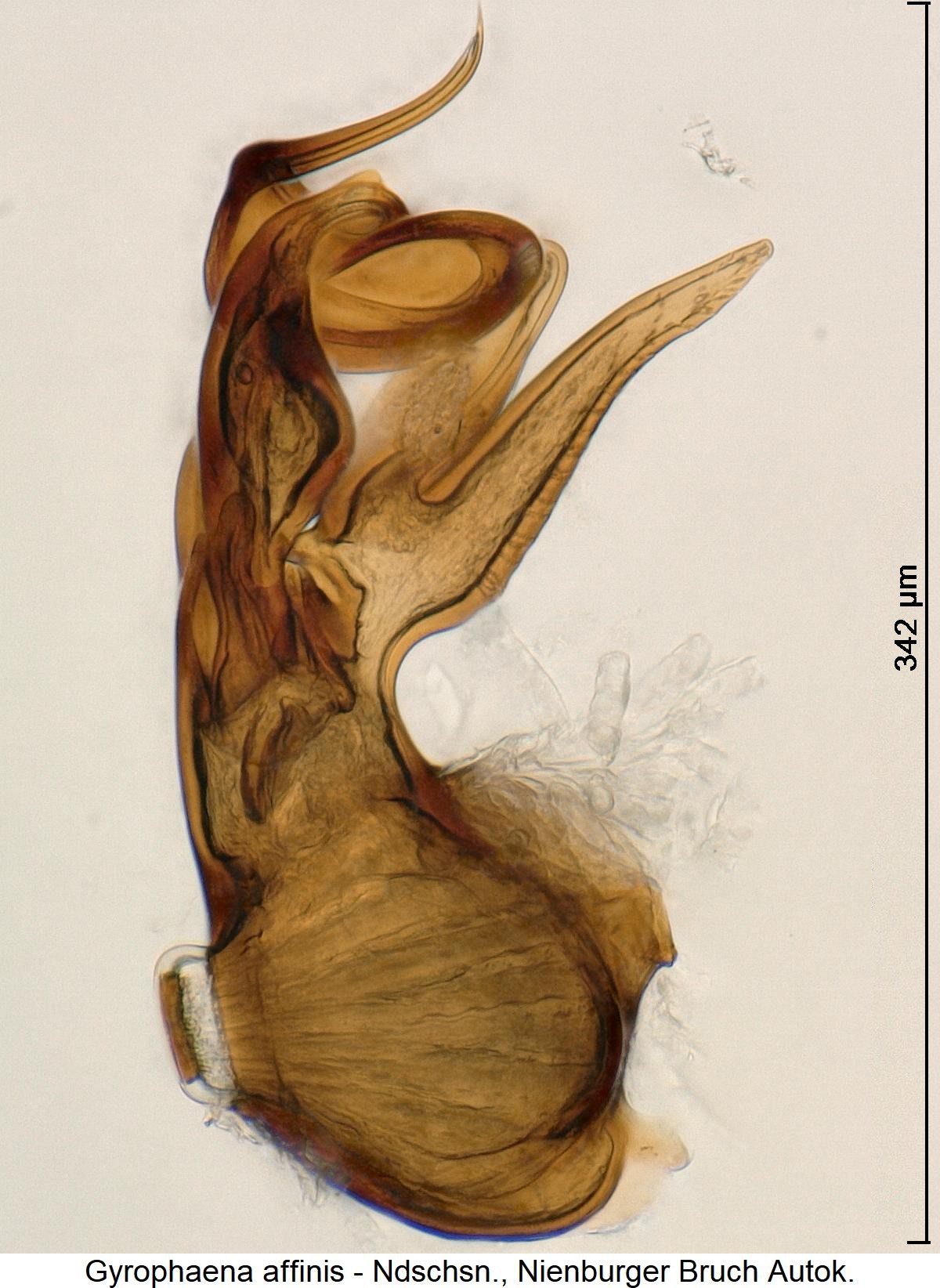 gyrophaena_affinis2.jpg