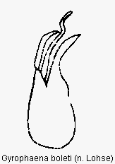 gyrophaena_boleti.gif
