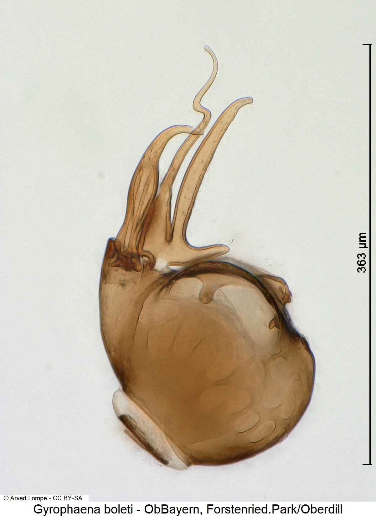gyrophaena_boleti_ck17366.jpg