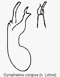 gyrophaena_congrua.gif