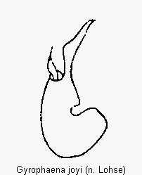 gyrophaena_joyi.gif