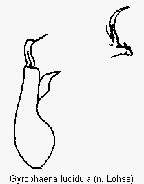 gyrophaena_lucidula.gif