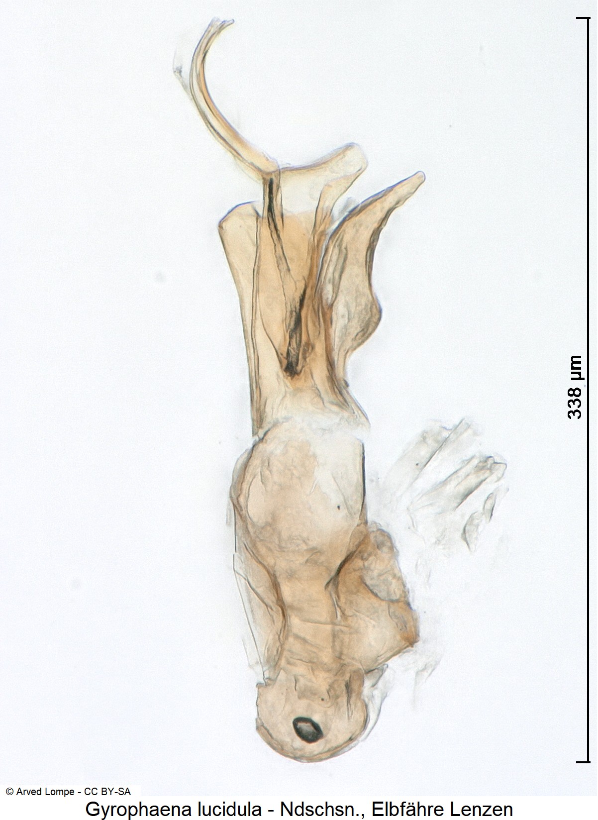gyrophaena_lucidula_ck5607.jpg