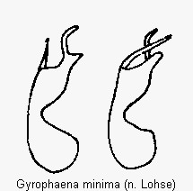 gyrophaena_minima.gif