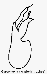 gyrophaena_munsteri.gif