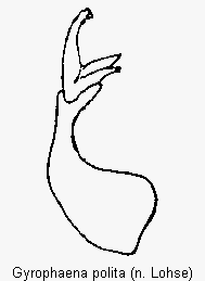 gyrophaena_polita.gif