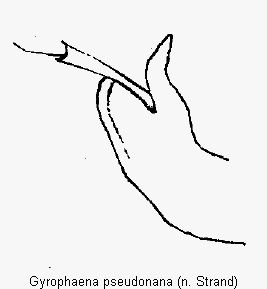 gyrophaena_pseudonana2.gif