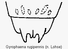 gyrophaena_rugipennis_terg.gif