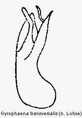 gyrophaena_transversalis.gif