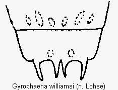 gyrophaena_williamsi_terg.gif