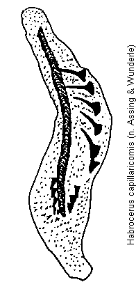 habrocerus_capillaricornis.gif