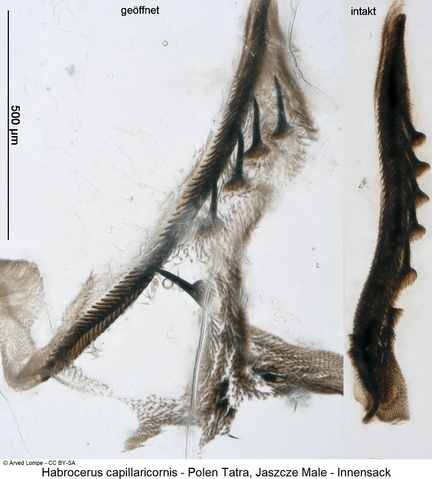 habrocerus_capillaricornis_ck33316386_pc.jpg
