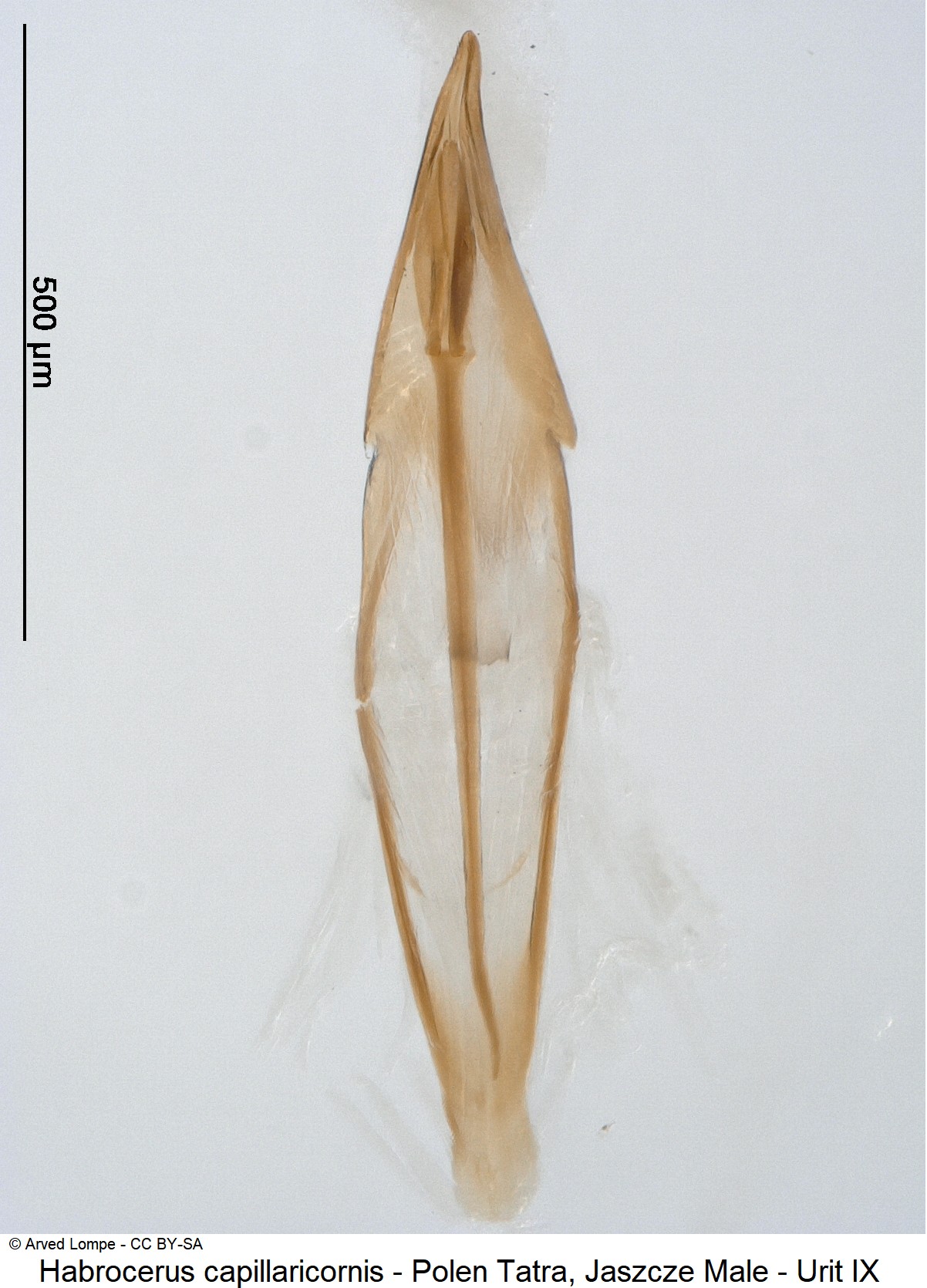 habrocerus_capillaricornis_ck33316386_urit-ix.jpg