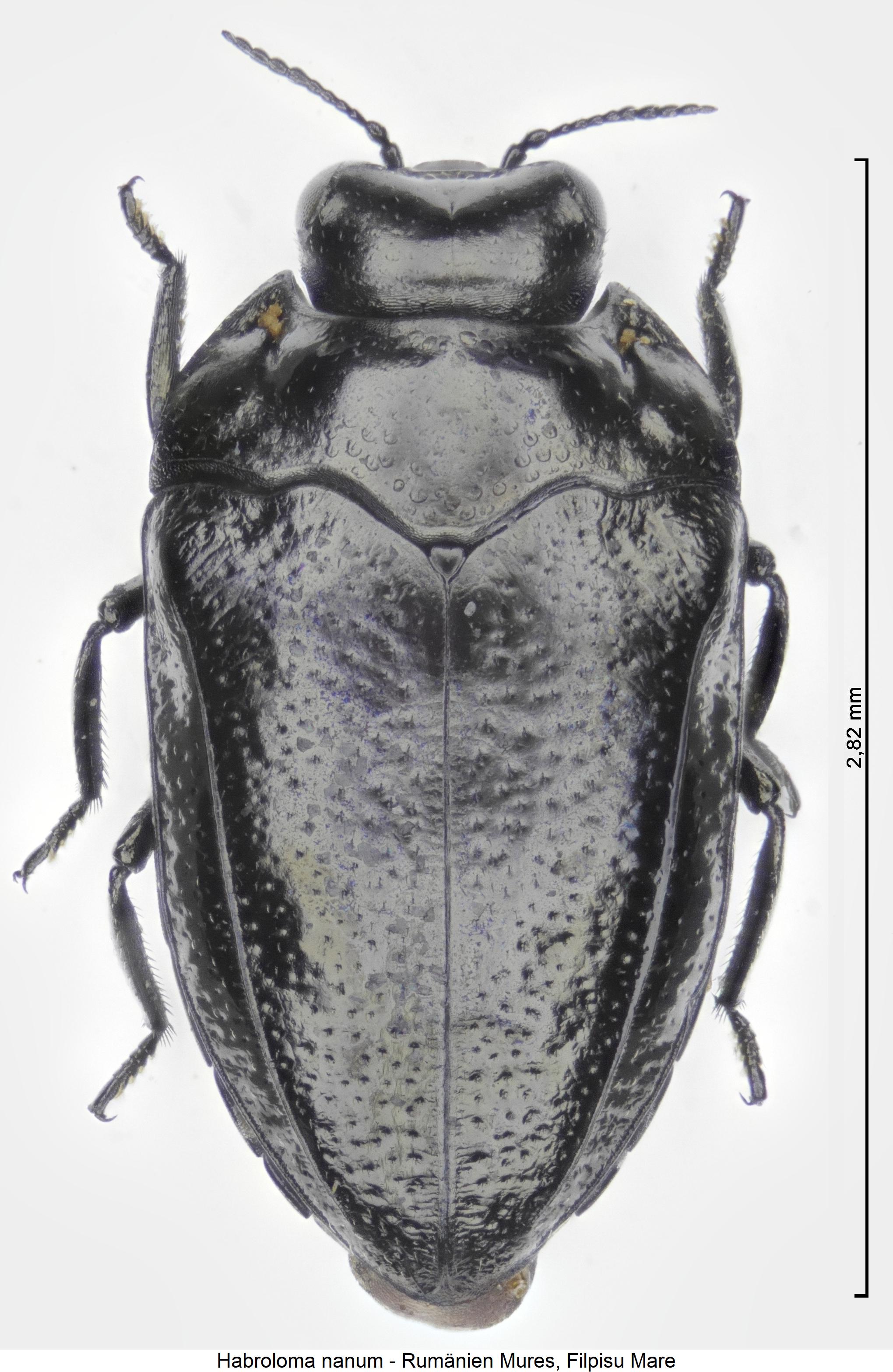 habroloma_nanum_hab.jpg