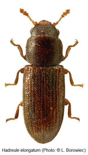 hadreule_elongatum_hab.jpg
