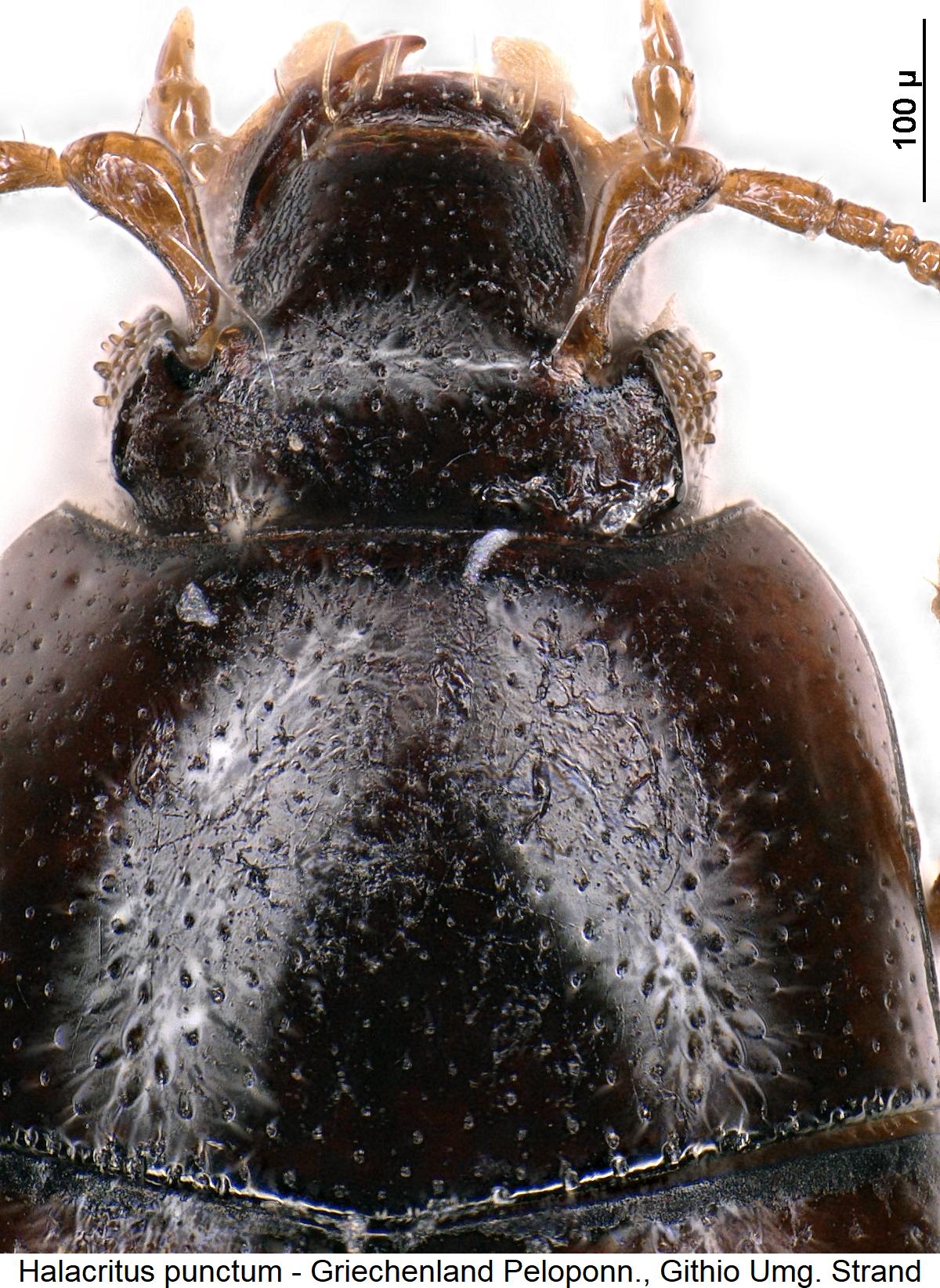 halacritus_punctum_vk.jpg