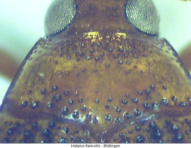 haliplus_flavicollis_hsch.jpg