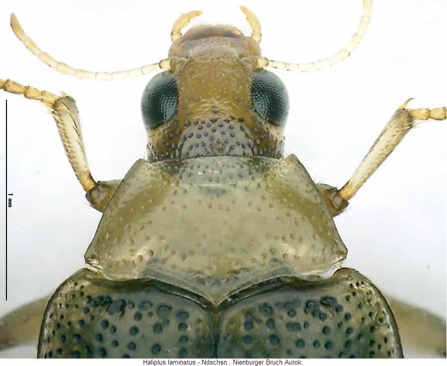 haliplus_laminatus_vk2.jpg