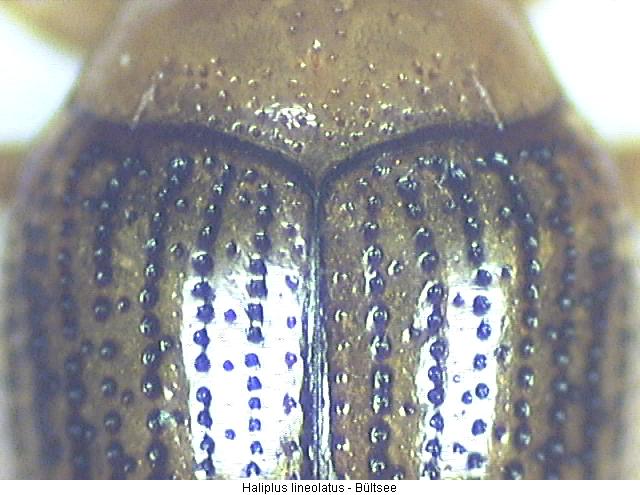 haliplus_lineolatus_os.jpg