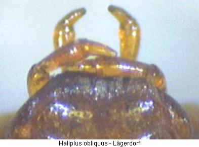 haliplus_obliquus_ts.jpg