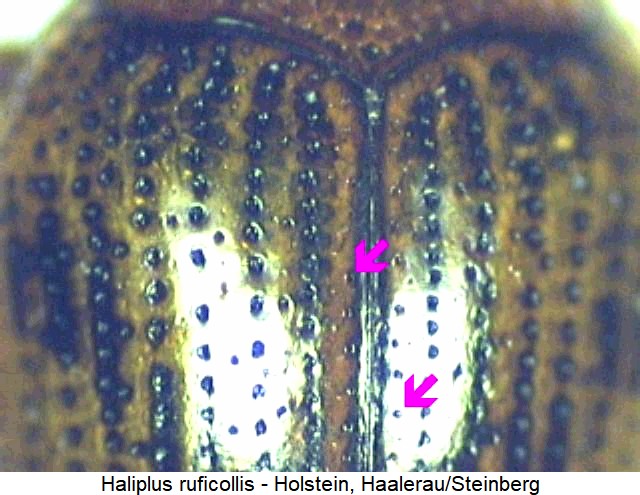 haliplus_ruficollis_os.jpg