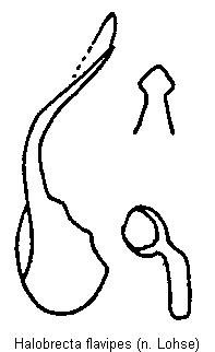 halobrecta_flavipes.gif