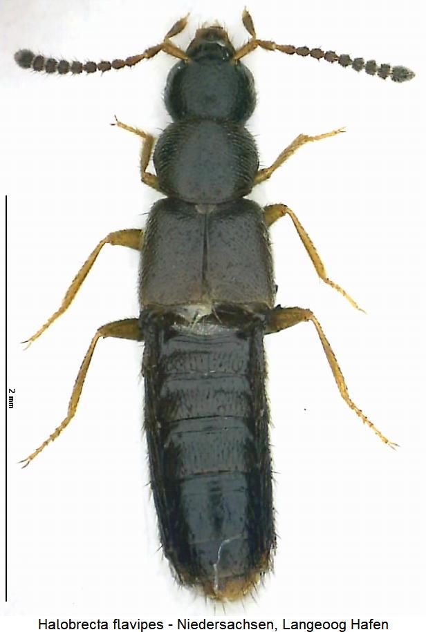 halobrecta_flavipes_hab.jpg