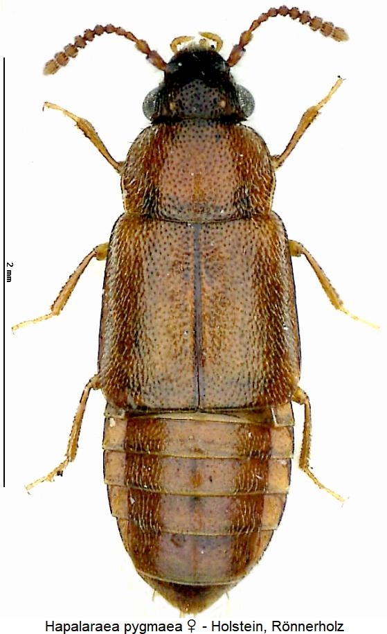 hapalaraea_pygmaea_hab.jpg