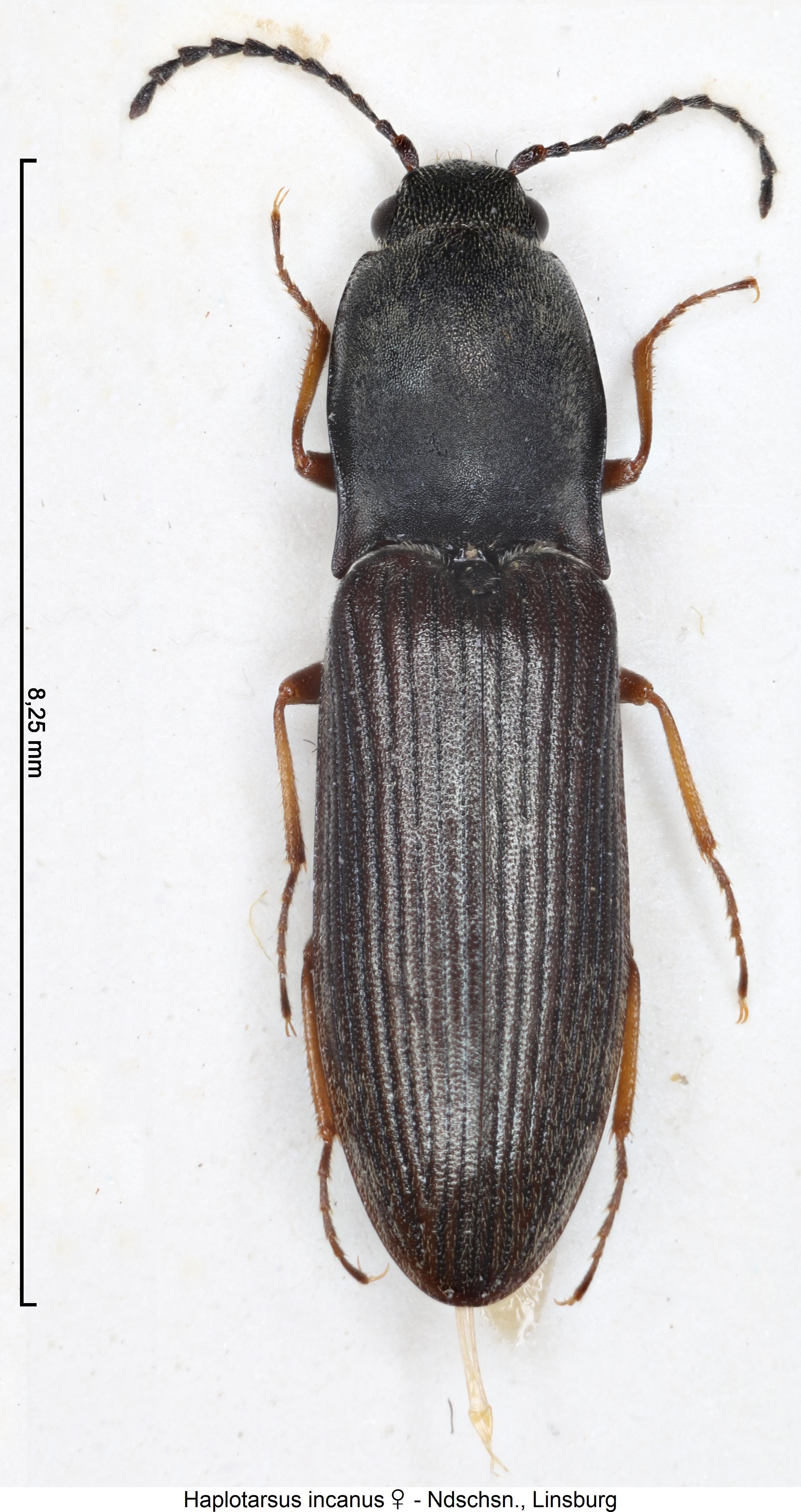 haplotarsus_incanus_w_hab.jpg