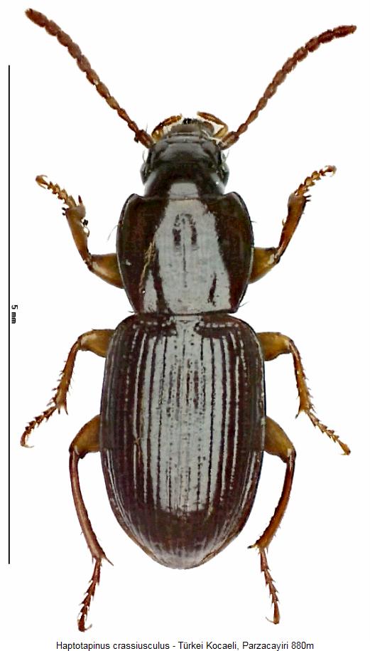 haptotapinus_crassiusculus_hab.jpg