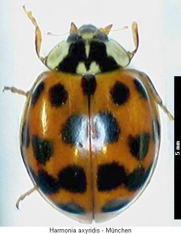 harmonia_axyridis_hab2.jpg