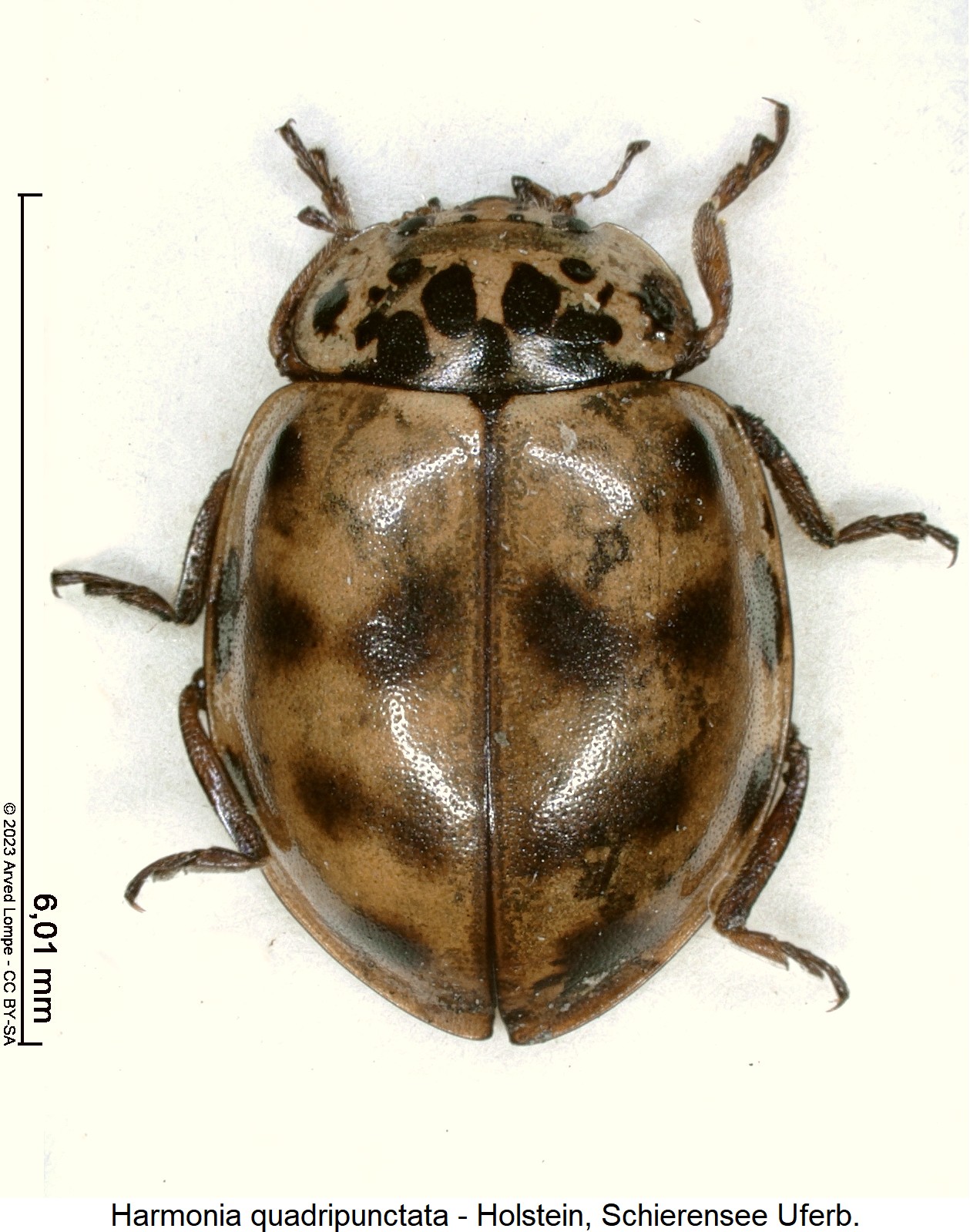 harmonia_quadripunctata1_hab.jpg