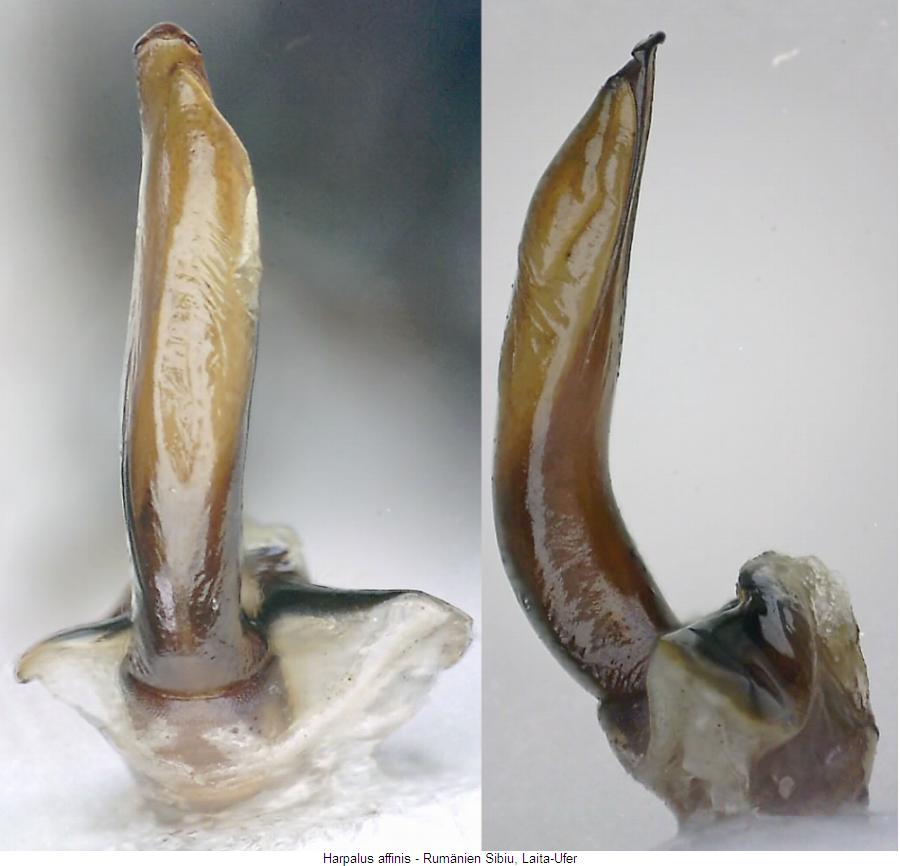 harpalus_affinis.jpg
