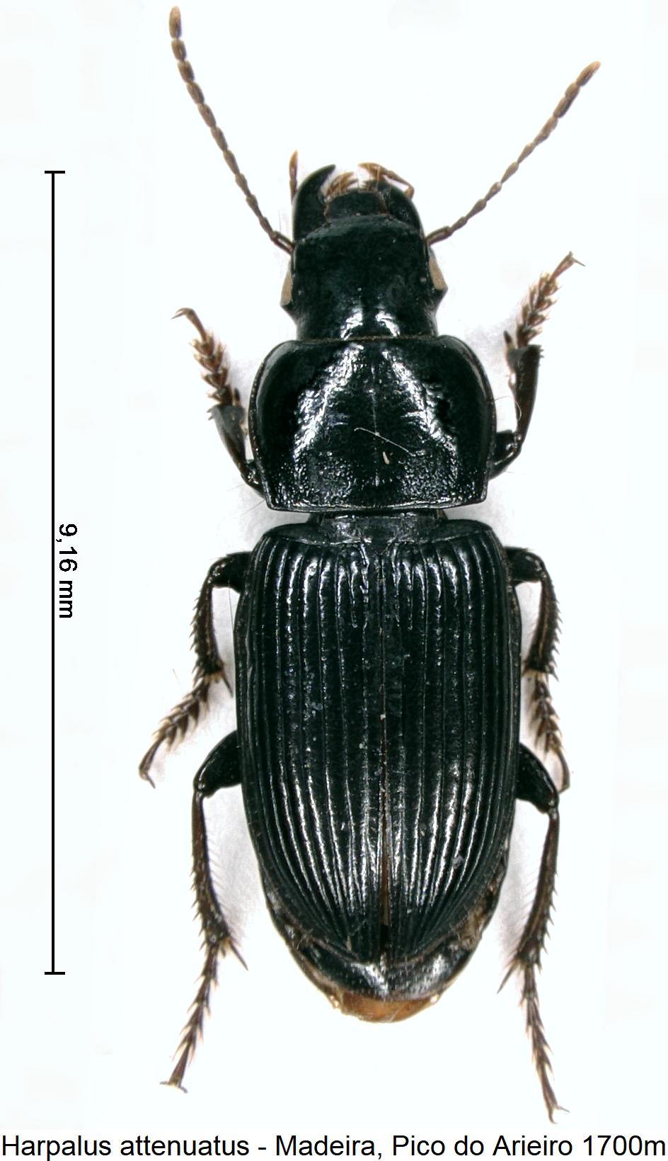 harpalus_attenuatus_hab.jpg