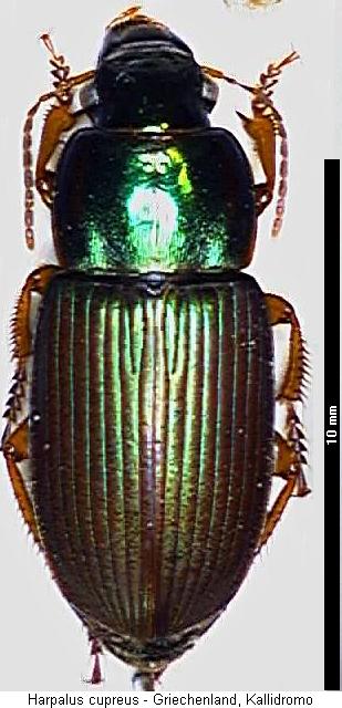 harpalus_cupreus_hab.jpg