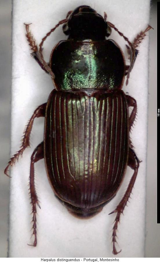 harpalus_distinguendus_hab.jpg