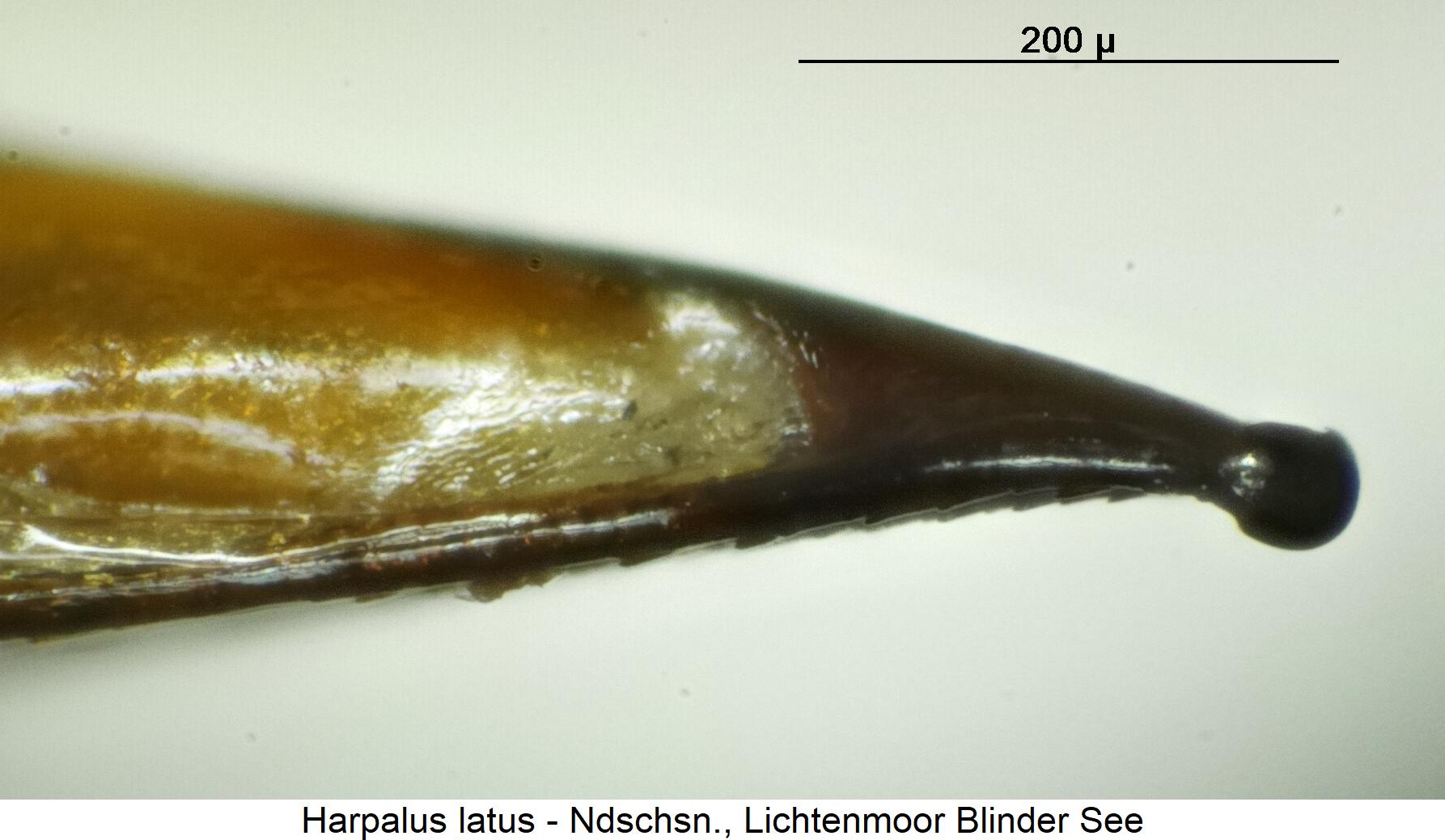 harpalus_latus.jpg