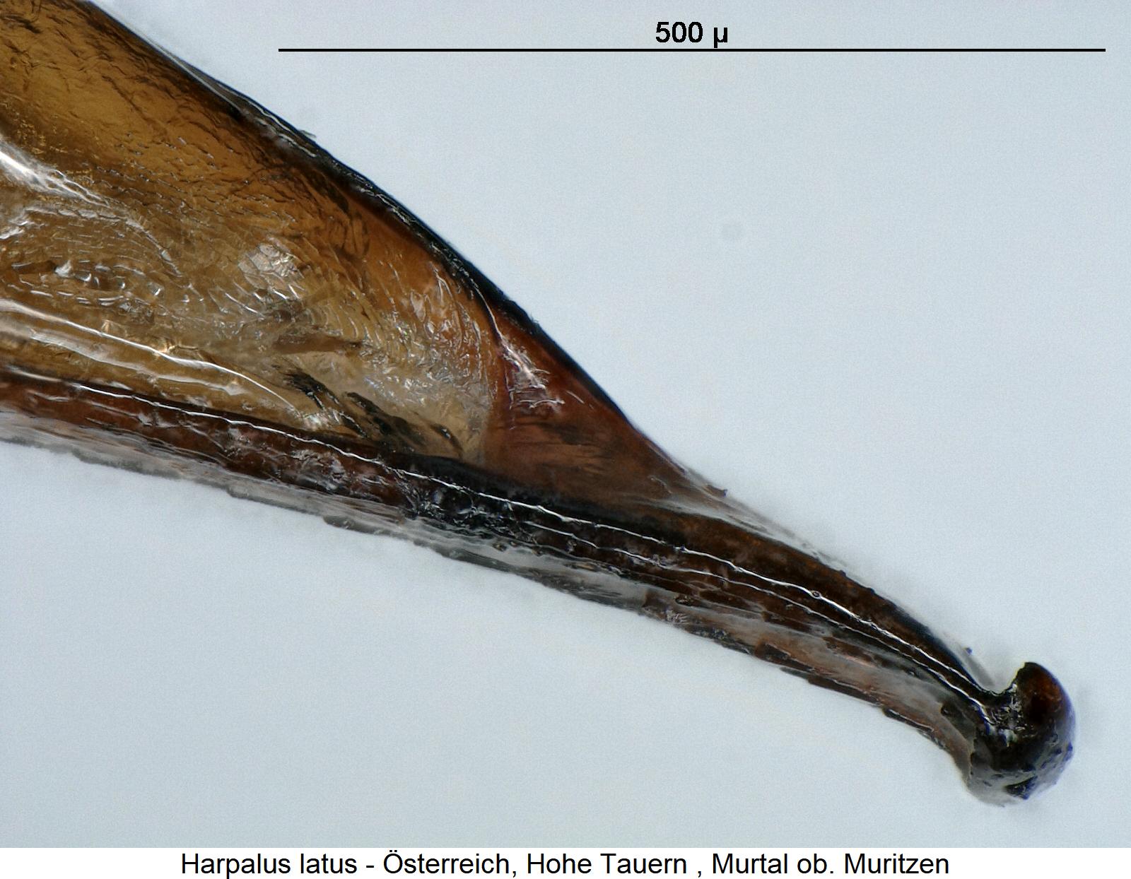 harpalus_latus1.jpg