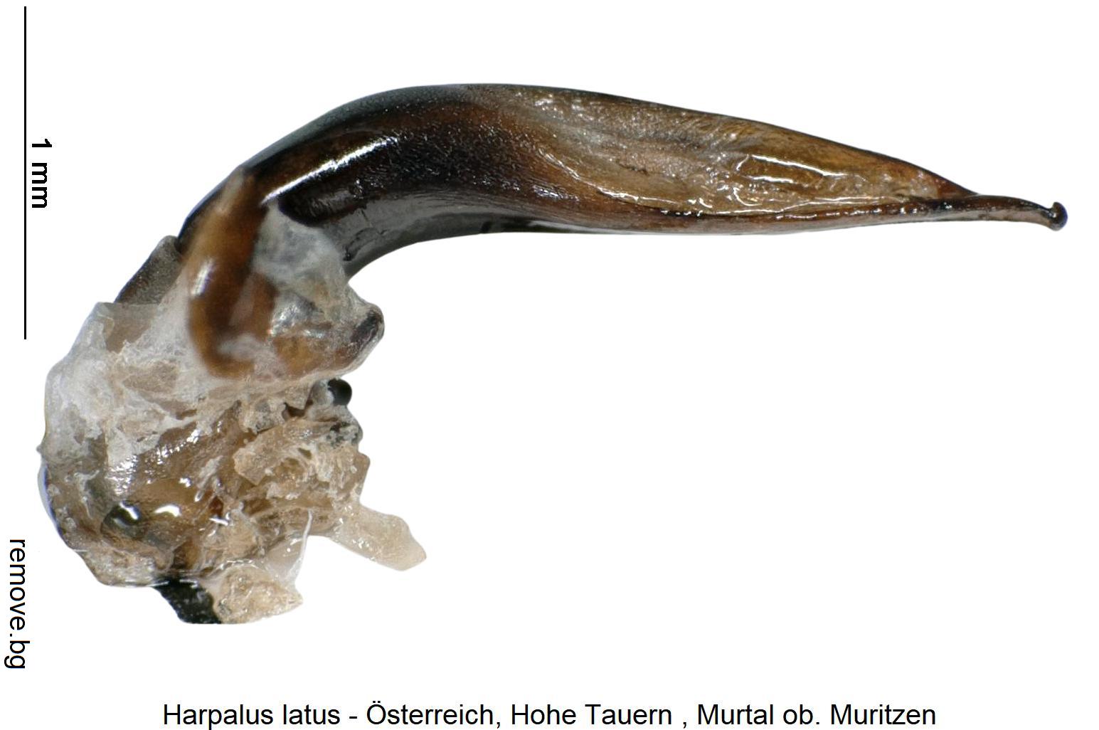 harpalus_latus2.jpg