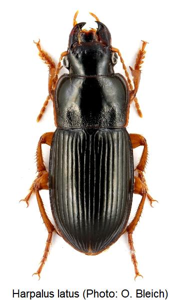 harpalus_latus_hab.jpg